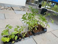 Jungpflanzen Tomate, Gurke, Physalis, Paprika, Melonenbirne… Baden-Württemberg - Leinfelden-Echterdingen Vorschau