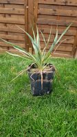 Yucca Gloriosa Palme winterhart (Kerzen-Palmlilie) Baden-Württemberg - Uhingen Vorschau