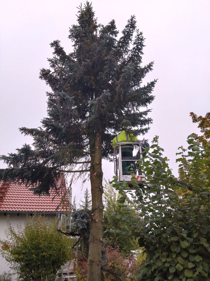 Baum Pflege / fällen , Baumstumpf fräsen , Hecken Entfernung in Oberkochen