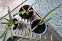 Aloe Vera Pflanze im Topf Dresden - Striesen-Ost Vorschau