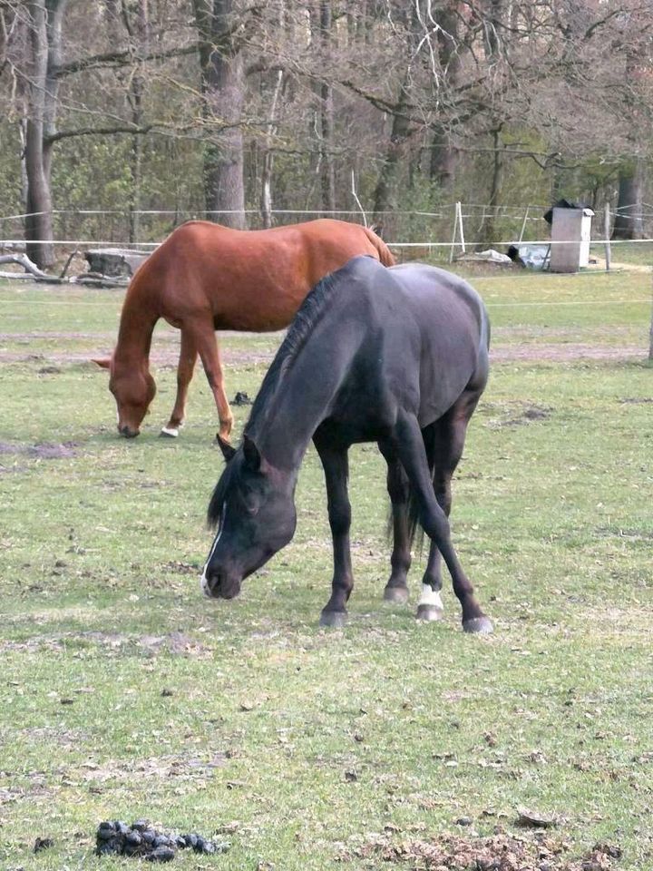 Reitbeteiligung und Pflegebeteiligung (Pferd sucht Reiter) in Winsen (Luhe)