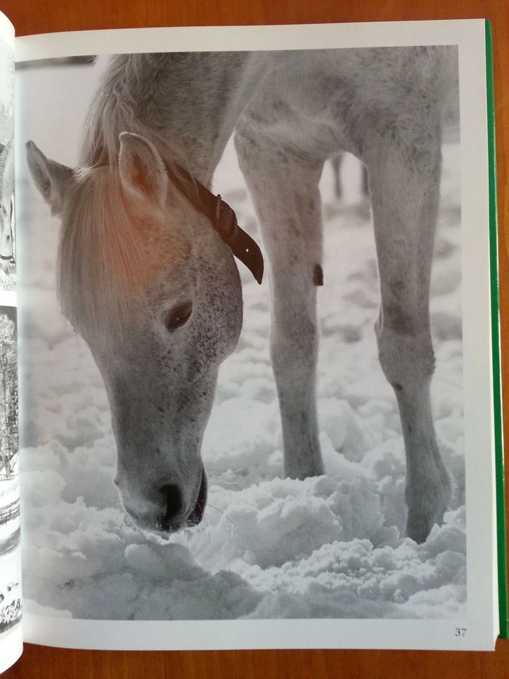 Pferdezucht in Marbach * Hengste Warmblut Araber Trakehner FOTOS in Duisburg