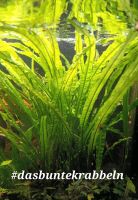 Aquarium Pflanze Cryptocoryne crispatula var. balansae Bayern - Unterroth Vorschau