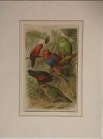 Bild Papageien Handmalerei Papier Neu München - Au-Haidhausen Vorschau