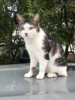 Katze vermisst Brandenburg - Eberswalde Vorschau