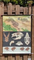 Schulkarte Antik Biologie Hase Niedersachsen - Rastede Vorschau
