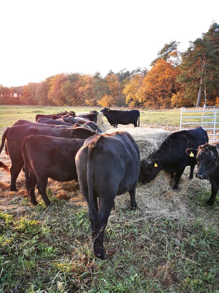 Wagyu Kühe tragend  zu verkaufen in Oranienburg