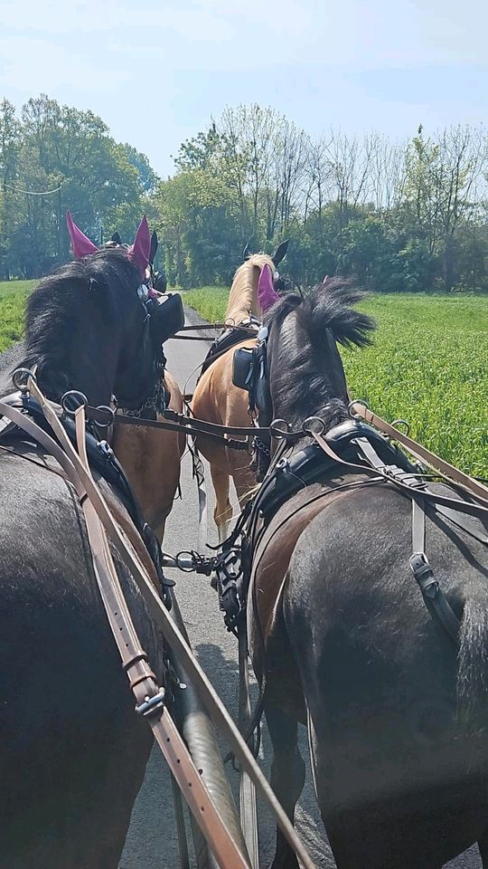 Hochzeitsfahrten, Kutschfahrten, Rundfahrten, Geburtstag vm in Marl