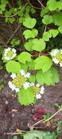 Hortensie / Tellerhortensie Niedersachsen - Lingen (Ems) Vorschau