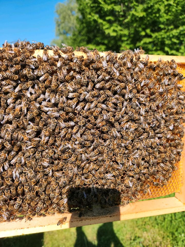 2X Carnica Bienen Volk/Ableger  auf 5 Zander Rähmchen in Groß-Zimmern