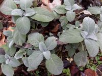 Salbei Silber- Salvia officinalis 'Culinaria' Küchenkraut Hessen - Liebenau Vorschau