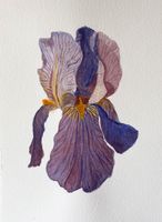 Aquarell Bild Iris Blume Blüte 14.5x21 Cm Original Pankow - Prenzlauer Berg Vorschau