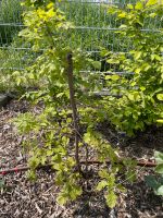 Baum Pflanzen Garten Nordrhein-Westfalen - Erkelenz Vorschau