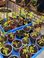 Tomatenpflanzen Hessen - Hohenahr Vorschau