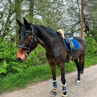 Reitbeteiligung an Sport Pferd zu Vergeben Baden-Württemberg - Heidelberg Vorschau