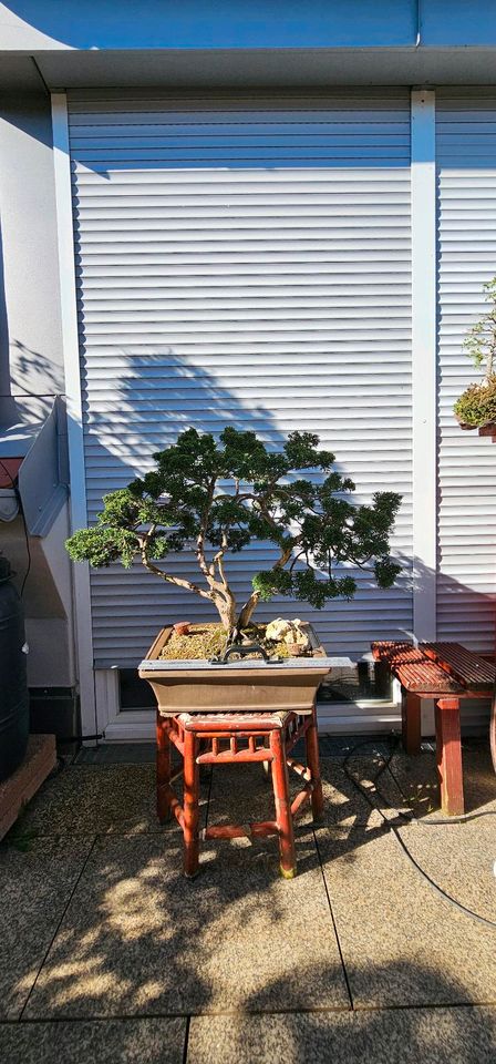 Bonsai Wacholder Juniperus chinensis mehrfachstam 40 Jahre in Sulzemoos