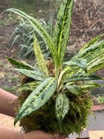 Aglaonema Matcha Lemon Sachsen-Anhalt - Elbe-Parey Vorschau