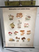 Alte antike Schulkarten Deko Bilder Pilzkarten Ländlich Sachsen - Roßwein Vorschau