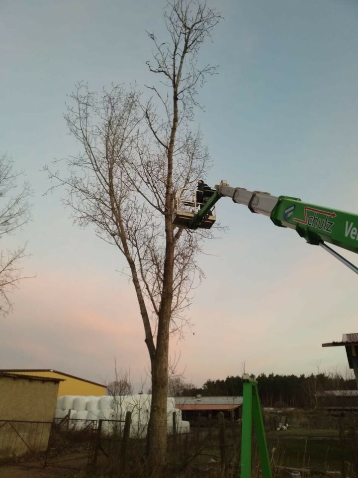 Baumfällungen / Abtragen mit SKT, Brennholz!!!&weitere Arbeiten in Jerichow