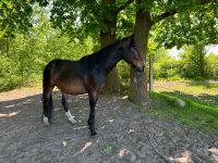 Furioso-North Star, Wallach, 5 Jahre Niedersachsen - Buxtehude Vorschau