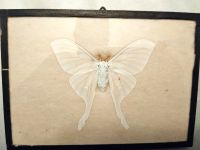 Schöner Schmetterling Actias Luna Mondmotte 10,5cm um 1920 Hessen - Erbach Vorschau