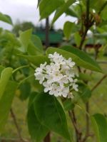 Flieder Ableger weiß und rosa Niedersachsen - Schellerten Vorschau