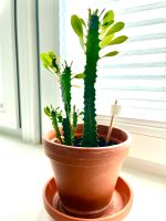 Euphorbia Wolfsmilch Kaktus Ableger Cutting Hamburg-Mitte - Hamburg Hamm Vorschau