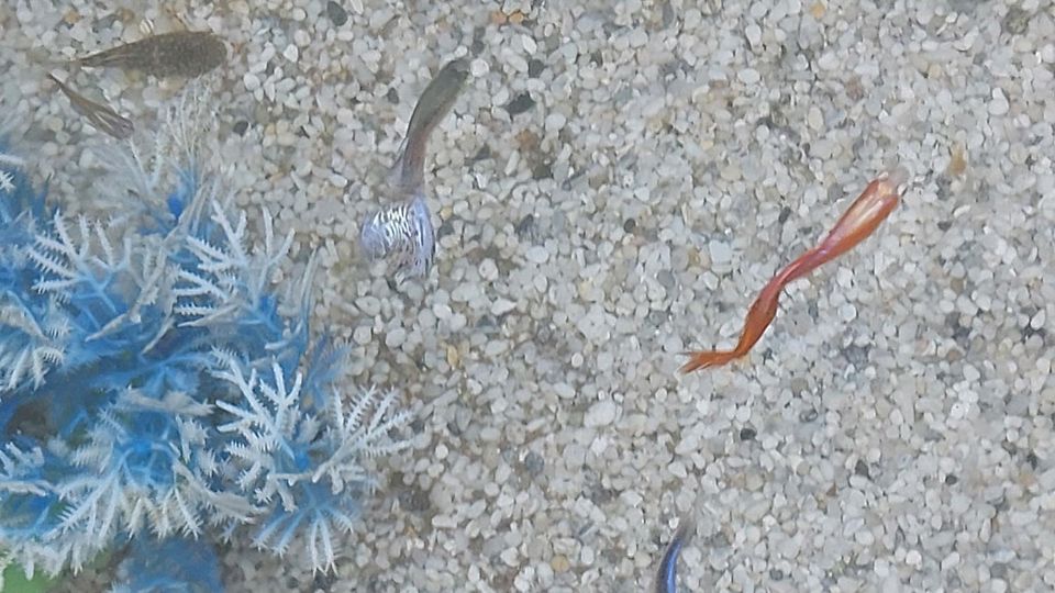 Ausverkauf: Guppy-Babys suchen neues Aquarium in Kehl