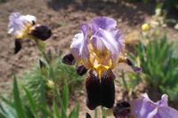 20 versch. Lilien Iris Schwertlilien u. Stauden Hessen - Künzell Vorschau