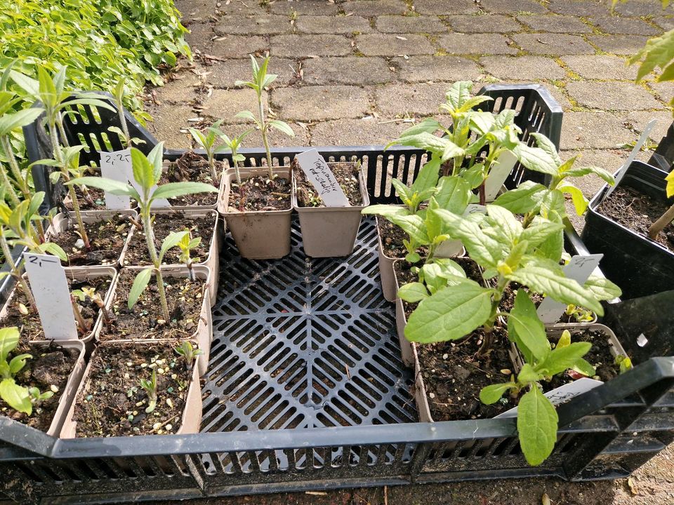 Ohne Blumen, Stauden, schöne Gehölze, Garten fehlt Dir was!!! in Neuenbrook