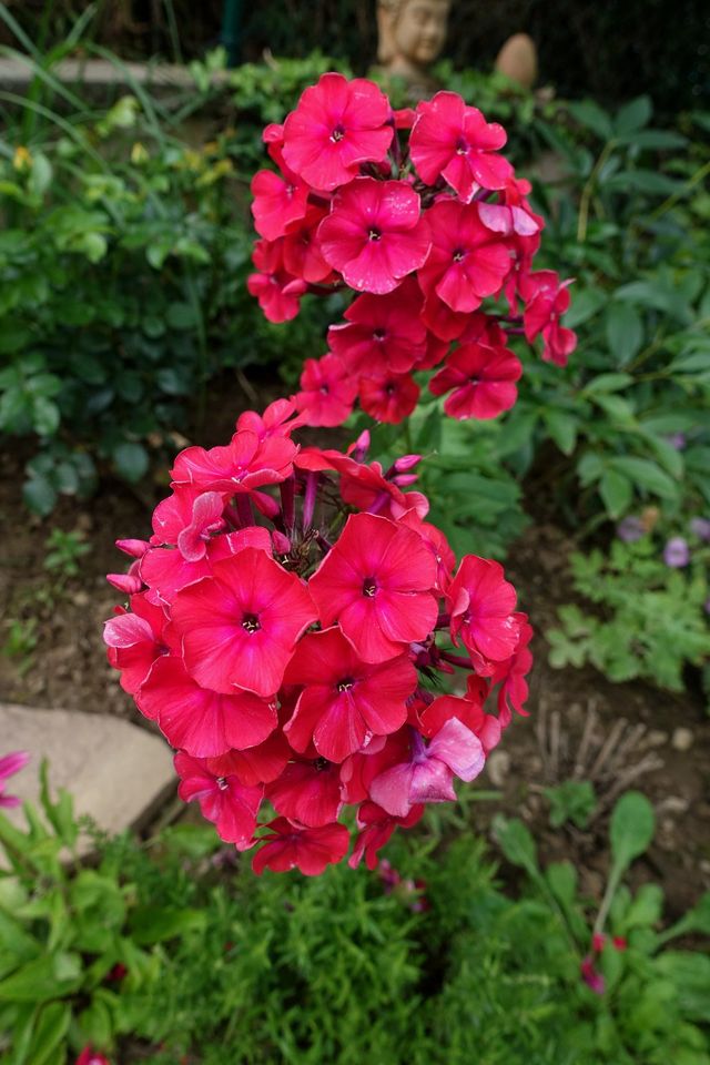 Hohe Flammenblume 'Newbird' Phlox paniculata Staude duftend in Liebenau