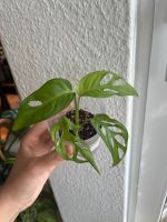 Monstera obliqua Los Tayos Köln - Köln Brück Vorschau