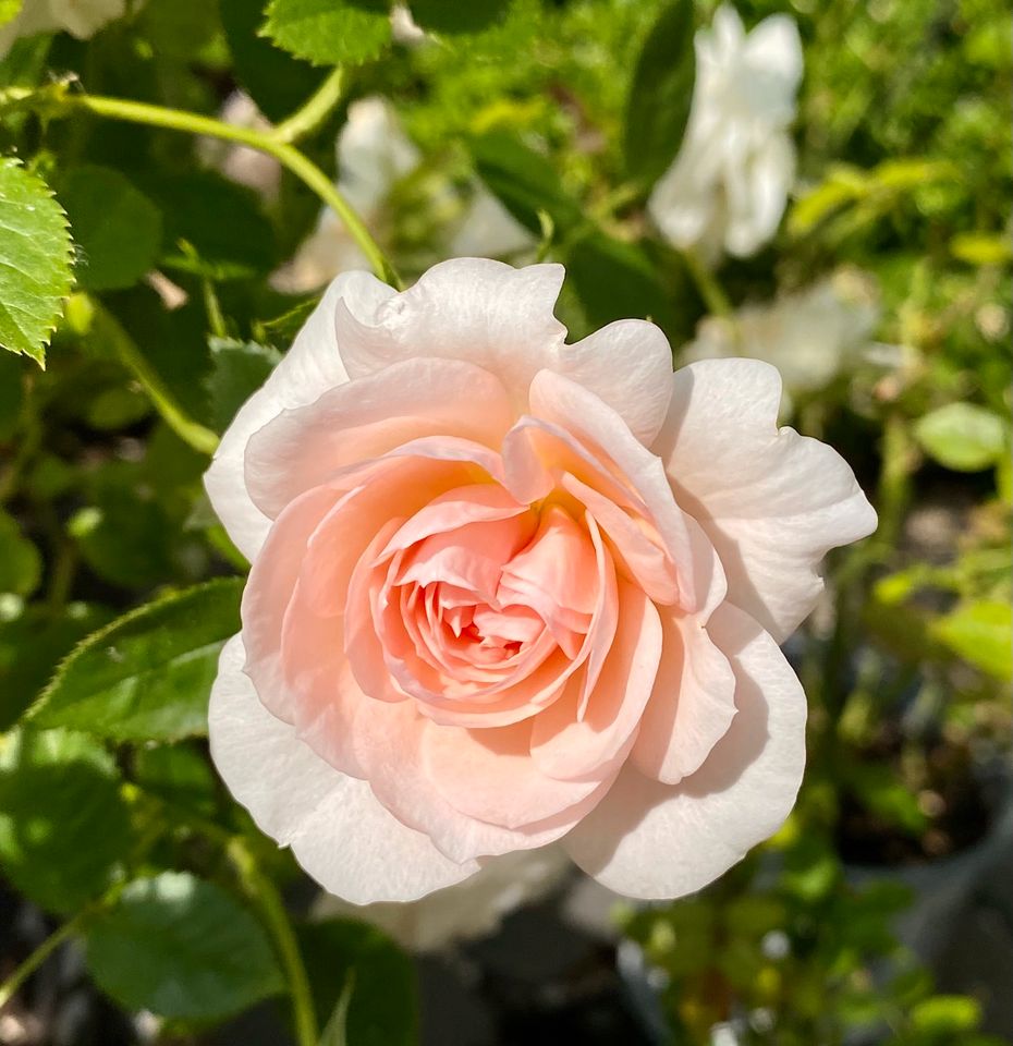 Rosen in einem bezaubernden Rose , 4x verfügbar in Bergheim