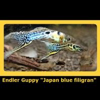 Endler Guppy Japan Blue Filigran Dortmund - Kirchlinde Vorschau