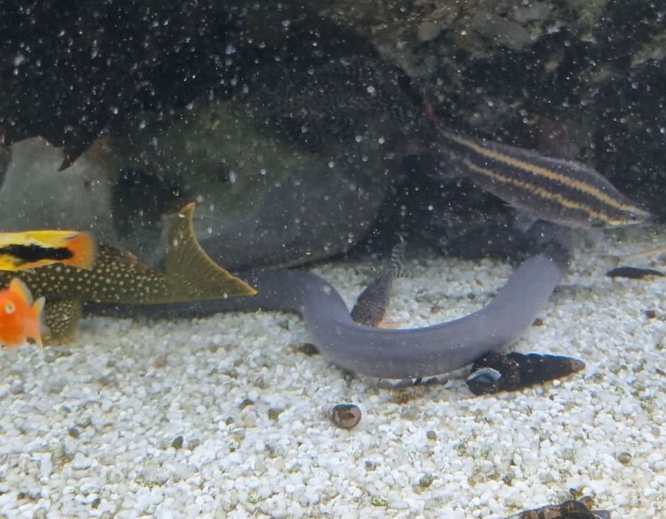 Schwimmwühle friedlich für jedes Becken ab 20cm SELTEN/Rarität in Essen