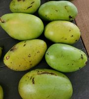 11 Pawpaw-Samen Sunflower Indianer Banane Pawpaw Obst Baum exotic Nordrhein-Westfalen - Bergheim Vorschau