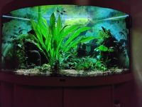 Eck Juwel Aquarium Mülheim - Köln Stammheim Vorschau