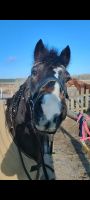 Pony Cob Wallach Freizeit 1,36 m 13 Jahre Niedersachsen - Wedemark Vorschau