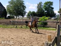 Reitbeteiligung für große Stute gesucht Schleswig-Holstein - Eckernförde Vorschau