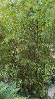Bambus Riesenbambus Phylostachus Bissetti Sichtschutz Pflanze Eimsbüttel - Hamburg Eidelstedt Vorschau