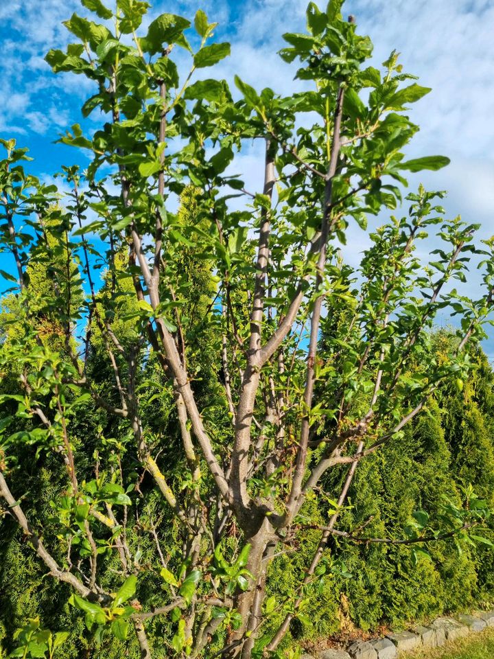 Pflaumenbaum robust gesund Obst Garten Baum Pflanze Deko jung in Niederkassel