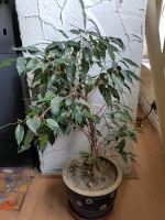 Ficus Benjamini zu verkaufen Niedersachsen - Blender Vorschau