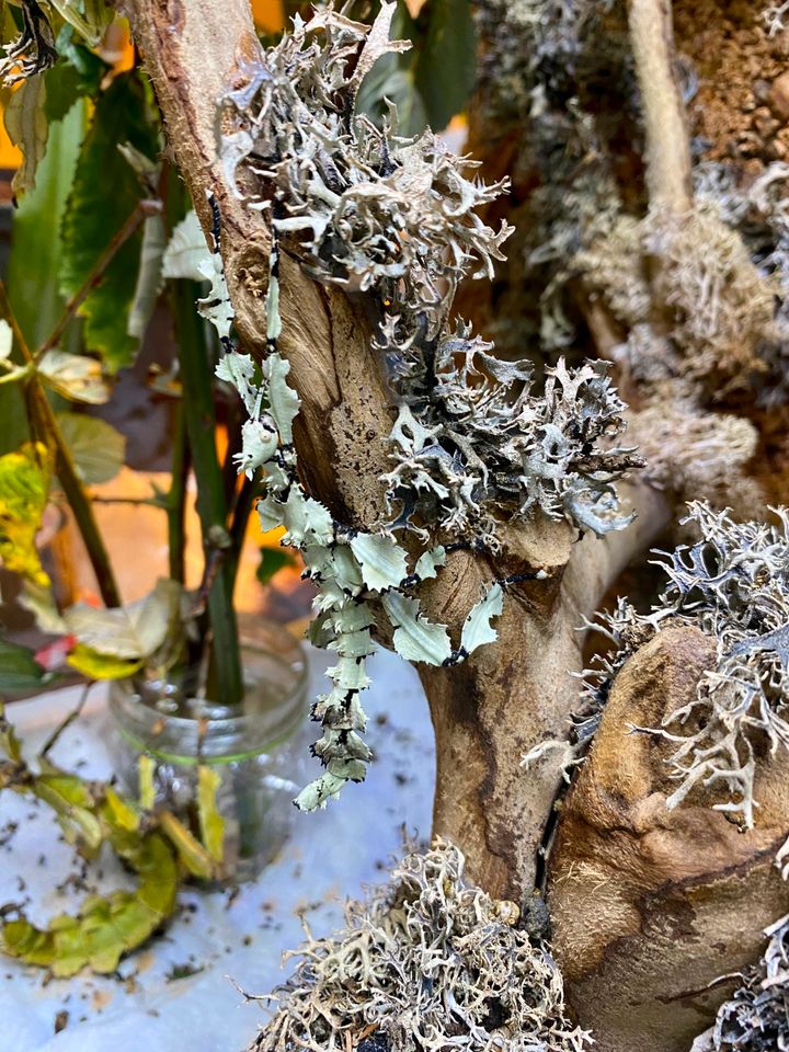 20 Eier Extatosoma tiaratum Lichen/Australische Gespenstschrecken in Dortmund