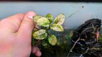 Anubias barteri var. nana 'Pinto'  Speerblatt  Aquarium Schleswig-Holstein - Groß Rheide Vorschau