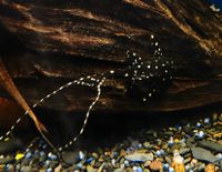 Acanthicus adonis Elfenwels 6-8cm ab 30€ Sachsen - Kitzscher Vorschau