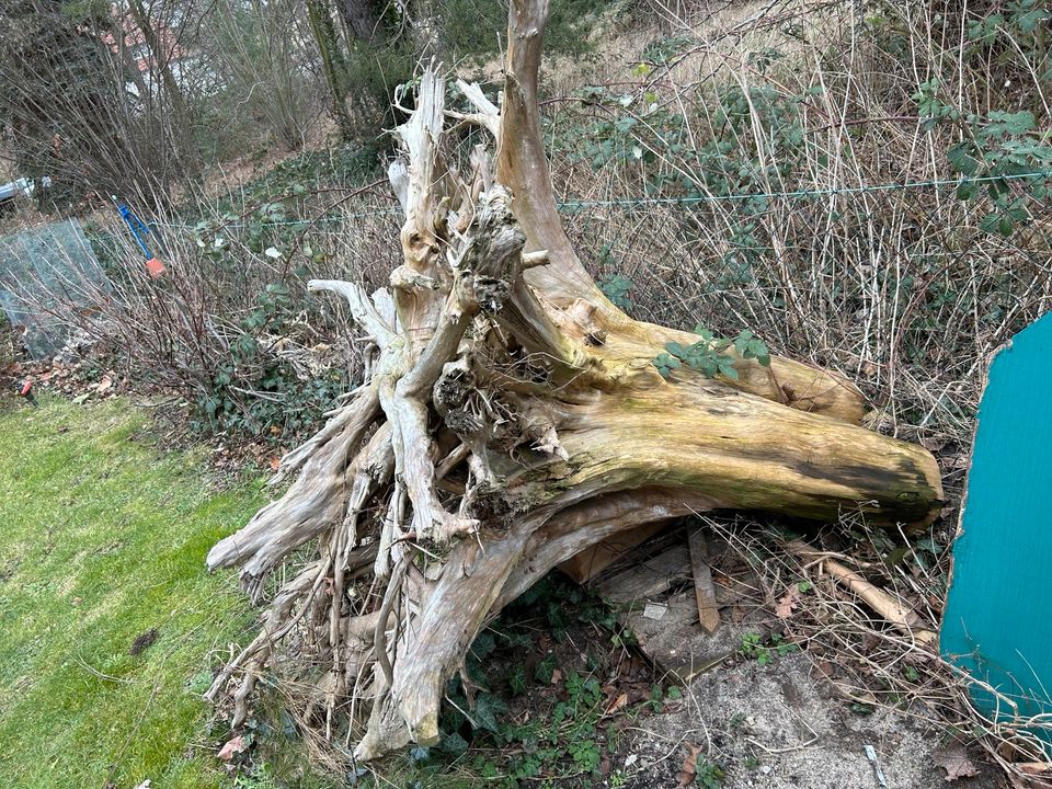 Thuja Wurzelholz, Stamm, Schnitzholz, Wurzelwerk, Kettensäge, in Rangsdorf