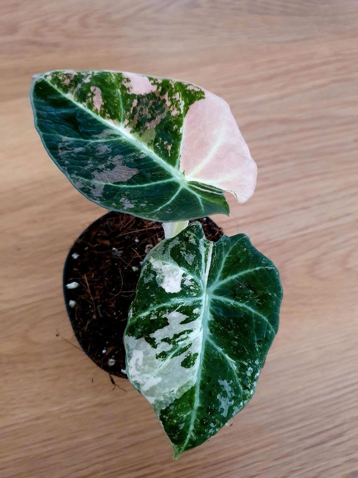 Alocasia Black Velvet Pink Variegata mit Rhizome in Köln