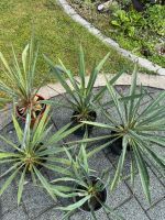 Palmlilien winterhart Garten pflanzen Bayern - Feuchtwangen Vorschau
