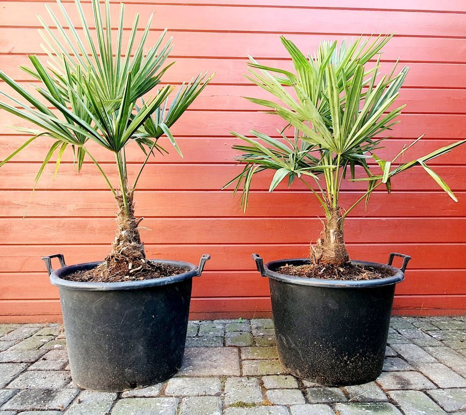 130cm Trachycarpus Fortunei chinesische Hanfpalme winterhart in Mönchengladbach