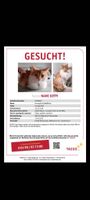 Nami Kitty FINDERLOHN 1000€!! Hessen - Dietzenbach Vorschau